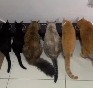 Tutores de 7 gatos tiveram ideia genial para incluir bichanos na festa junina (Créditos: Instagram/ @gatosdobaralho)