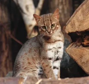 O menor gato do mundo é de origem selvagem e está ameaçado de extinção
