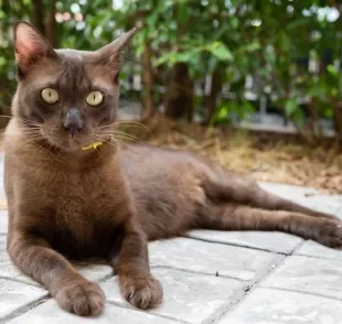 O gato marrom chama a atenção por ter uma cor de pelagem diferenciada