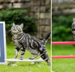 Bao Zi é o gato skatista que bateu o recorde de felino mais veloz do mundo em cima de um skate (Créditos: Divulgação)