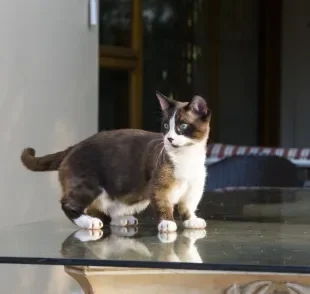 O Munchkin é uma raça de gato de baixa estatura e muito dócil