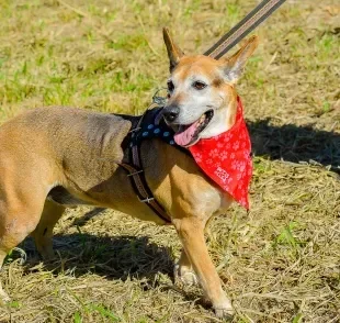 Thor é um dos nomes para cachorro mais populares de todos (Créditos: AAANO)