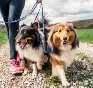 Passear com cachorro proporciona muitos benefícios para a saúde animal 