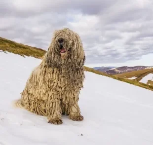 Doméstico ou selvagem? Confira 5 raças de cachorro que parecem animais selvagens