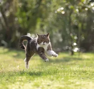 A velocidade de um gato ultrapassa o recorde de velocista olímpico 