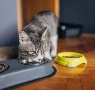 Descubra como fazer o gato beber água no dia a dia