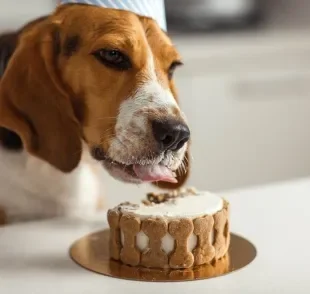 Fazer um bolo para cachorro é uma forma de demonstrar o quanto o peludo é especial na sua vida 