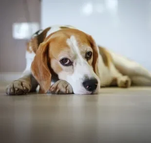 As emoções humanas podem deixar o cachorro estressado, feliz ou triste