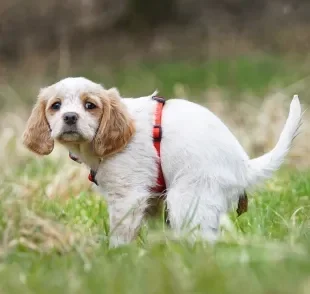 O cachorro com diarreia pode ficar com as fezes líquidas por vários motivos