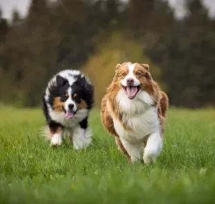 A velocidade de um cachorro pode ser realmente impressionante!