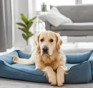 As opções de cachorro para apartamento incluem cães de porte grande e pequeno