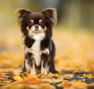 Tem cachorro pequeno que é difícil não se apaixonar, mas você sabe quais são as menores raças do mundo?