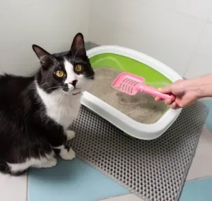 A caixa de areia de gato precisa ser higienizada constantemente para não dar mau cheiro