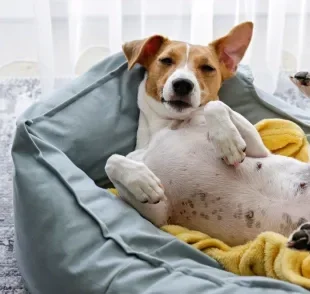 Existem vários modelos de cama para cachorro, saiba como escolher a opção ideal para o seu pet