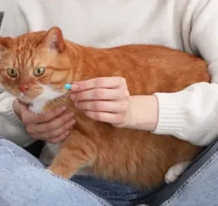 Saber como dar comprimido para gato não é tão difícil quanto parece
