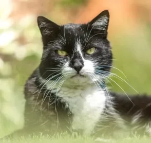 As diferentes cores de gatos carregam também diferentes significados