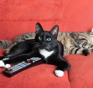 Vários filmes de gato podem deixar sua tarde mais divertida