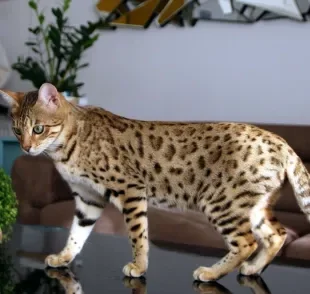 A aparência do gato Bengal é semelhante a de um leopardo