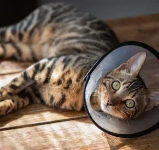 O gato castrado apresenta mudanças comportamentais após a cirurgia 