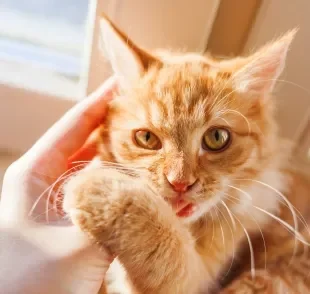 Todo gato laranja carrega a fama de ser bagunceiro, mas será que isso é verdade? 
