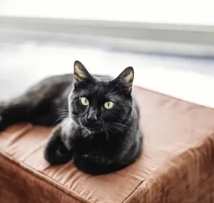 Adotar um gato preto é uma atitude que vai mudar a sua vida