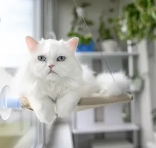 Estudos apontam que o gato branco tem maiores chances, sim, de nascer surdo