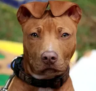 No Pitbull, orelha cortada é sinônimo de maus-tratos