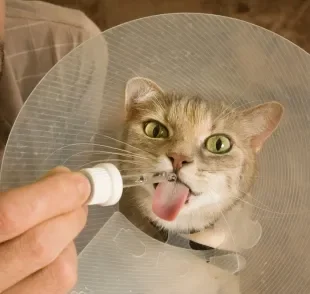 A dipirona para gato pode ser útil em casos de dor e febre no animal