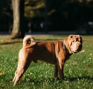 Descubra quais são as raças de cachorro que têm a saúde mais fragilizada