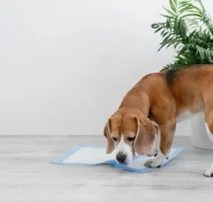 O tapete higiênico para cachorro é uma opção melhor do que o jornal para pet? 