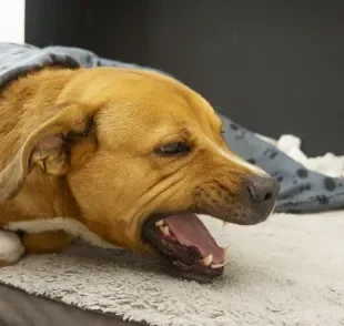 A tosse de cachorro é um sintoma comum a várias doenças