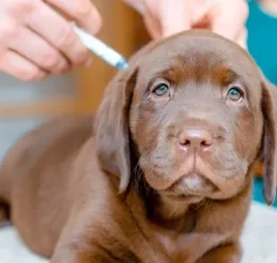 Aplicar a vacina em cachorro filhote deve ser uma das primeiras atitudes de qualquer tutor