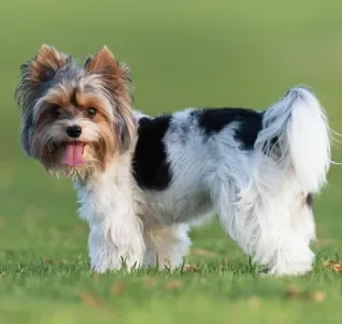 O Biewer Terrier é uma criada a partir do Yorkshire, e por essa razão, apresentam características muito semelhantes 