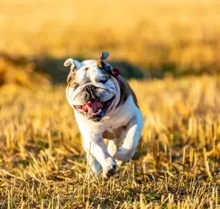 O Buldogue Inglês é um cãozinho de porte médio 