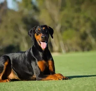 A orelha normal do Doberman não é em pé como a grande maioria imagina 