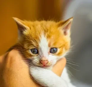 Descubra os significados de sonhar com gato filhote