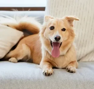 Veja algumas dicas para economizar antes de adotar um cachorro