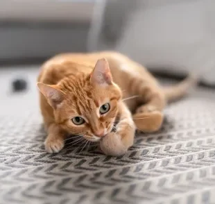 A bola de pelo em gatos pode ter diferentes causas