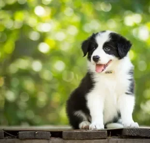 O preço do Border Collie filhote pode variar de acordo com alguns fatores