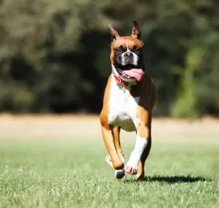 O cachorro Boxer é cheio de curiosidades interessantes