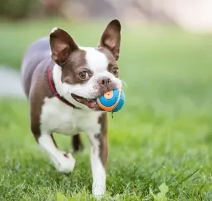 A bolinha é um dos brinquedos para cachorro mais populares que existe