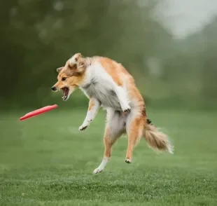 Veja quais são os brinquedos para cachorro indicados para treinamento 