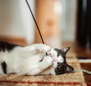 A variedade de brinquedos para gatos é enorme, e alguns acessórios se destacam no universo felino