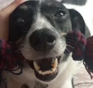 Alguns brinquedos para cachorro simplesmente têm o coração dos nossos peludos! (Foto: Arquivo Pessoal)