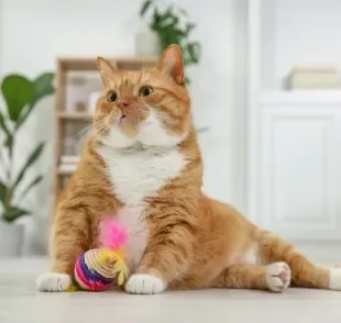 Há muitas opções de brinquedos para gatos que ajudam a exercitar o animal