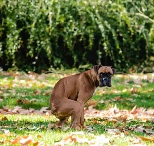 Confira as principais causas do cachorro com diarreia