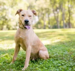 O cachorro vira-lata é dócil, brincalhão e amigável 