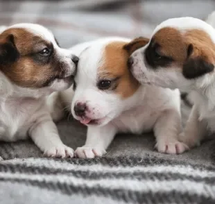 O cachorro filhote precisa de uma série de cuidados especiais nas primeiras semanas de vida