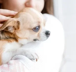 O cachorro pode vivenciar alguns 'sentimentos' que os humanos conhecem bem