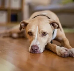 Conhecer as causas do câncer em cachorro pode ajudar a evitá-lo 